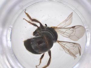  ( - CBG-B24057-C01)  @11 [ ] CreativeCommons - Attribution Share - Alike (2025) Centre for Biodiversity Genomics Centre for Biodiversity Genomics