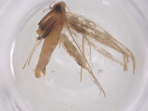  (Caloptilia rhois - CBG-B24109-A03)  @11 [ ] CreativeCommons - Attribution Share - Alike (2025) Centre for Biodiversity Genomics Centre for Biodiversity Genomics