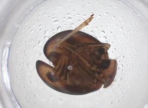  (Hemisphaeriini - CBG-B24122-E01)  @11 [ ] CreativeCommons - Attribution Share - Alike (2025) Centre for Biodiversity Genomics Centre for Biodiversity Genomics