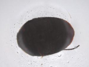  ( - CBG-B24124-C12)  @11 [ ] CreativeCommons - Attribution Share - Alike (2025) Centre for Biodiversity Genomics Centre for Biodiversity Genomics