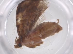  ( - CBG-B24124-D12)  @11 [ ] CreativeCommons - Attribution Share - Alike (2025) Centre for Biodiversity Genomics Centre for Biodiversity Genomics