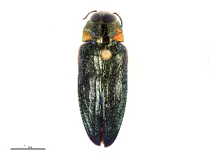  ( - CBG-B16144-G10)  @11 [ ] CreativeCommons - Attribution Share - Alike (2025) CBG Photography Group Centre for Biodiversity Genomics