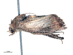  ( - CBG-B16147-F05)  @11 [ ] CreativeCommons - Attribution Share - Alike (2025) CBG Photography Group Centre for Biodiversity Genomics