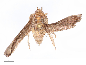  ( - CBG-B16148-G01)  @11 [ ] CreativeCommons - Attribution Share - Alike (2025) CBG Photography Group Centre for Biodiversity Genomics