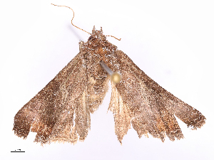  ( - CBG-B16148-G11)  @11 [ ] CreativeCommons - Attribution Share - Alike (2025) CBG Photography Group Centre for Biodiversity Genomics