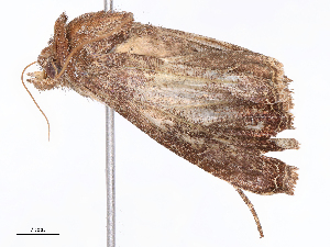  ( - CBG-B16148-H08)  @11 [ ] CreativeCommons - Attribution Share - Alike (2025) CBG Photography Group Centre for Biodiversity Genomics