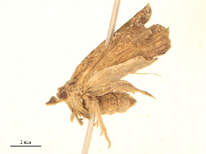  (Matsumuraeses phaseoli - CBG-B16165-F08)  @11 [ ] CreativeCommons - Attribution Share - Alike (2025) CBG Photography Group Centre for Biodiversity Genomics