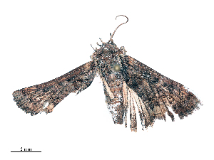  ( - CBG-B16166-C09)  @11 [ ] CreativeCommons - Attribution Share - Alike (2025) CBG Photography Group Centre for Biodiversity Genomics