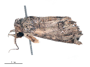  ( - CBG-B16166-C11)  @11 [ ] CreativeCommons - Attribution Share - Alike (2025) CBG Photography Group Centre for Biodiversity Genomics