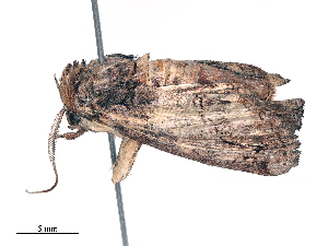  ( - CBG-B16166-C12)  @11 [ ] CreativeCommons - Attribution Share - Alike (2025) CBG Photography Group Centre for Biodiversity Genomics