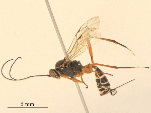  ( - CBG-B16529-E09)  @11 [ ] CreativeCommons - Attribution Share - Alike (2025) CBG Photography Group Centre for Biodiversity Genomics