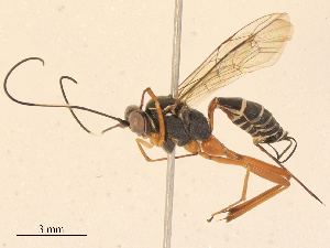  ( - CBG-B16529-E11)  @11 [ ] CreativeCommons - Attribution Share - Alike (2025) CBG Photography Group Centre for Biodiversity Genomics
