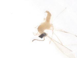  ( - CBG-B16622-E01)  @11 [ ] CreativeCommons - Attribution Share - Alike (2025) Centre for Biodiversity Genomics Centre for Biodiversity Genomics