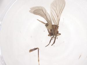  ( - CBG-B17538-B01)  @11 [ ] CreativeCommons - Attribution Share - Alike (2025) Centre for Biodiversity Genomics Centre for Biodiversity Genomics