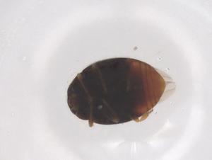  ( - CBG-B17538-E05)  @11 [ ] CreativeCommons - Attribution Share - Alike (2025) Centre for Biodiversity Genomics Centre for Biodiversity Genomics