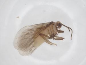  ( - CBG-B17692-D11)  @11 [ ] CreativeCommons - Attribution Share - Alike (2025) Centre for Biodiversity Genomics Centre for Biodiversity Genomics