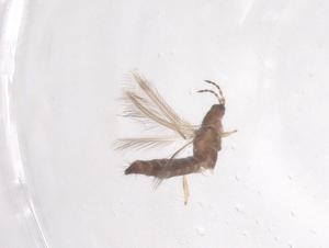  ( - CBG-B18075-E12)  @11 [ ] CreativeCommons - Attribution Share - Alike (2025) Centre for Biodiversity Genomics Centre for Biodiversity Genomics