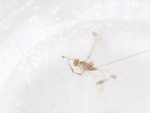  ( - CBG-B18315-D09)  @11 [ ] CreativeCommons - Attribution Share - Alike (2025) Centre for Biodiversity Genomics Centre for Biodiversity Genomics