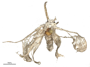  ( - CBG-B24051-H05)  @11 [ ] CreativeCommons - Attribution Share - Alike (2025) CBG Photography Group Centre for Biodiversity Genomics