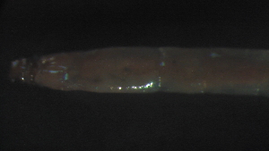  ( - 2S12)  @12 [ ] Copyright (2012) Jeffrey Ram Wayne State University School of Medicine