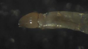  (Procladius sp - 5E11)  @12 [ ] Copyright (2012) Jeffrey Ram Wayne State University School of Medicine