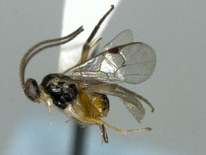  ( - JMIC 0197)  @13 [ ] CreativeCommons  Attribution Non-Commercial Share-Alike (2016) Unspecified Canadian National Collection of Insects