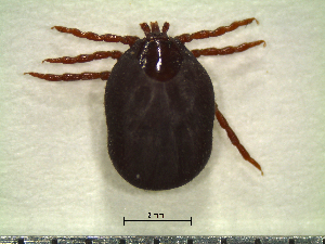  ( - CAS-T014)  @13 [ ] CreativeCommons - Attribution Non-Commercial (2012) Celestino Aguilar Smithsonian Tropical Research Institute