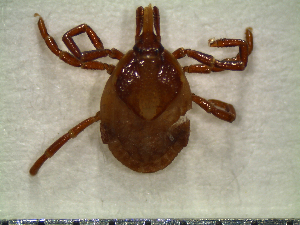  (Amblyomma ovale - CAS-T076)  @14 [ ] CreativeCommons - Attribution Non-Commercial (2012) Celestino Aguilar Smithsonian Tropical Research Institute
