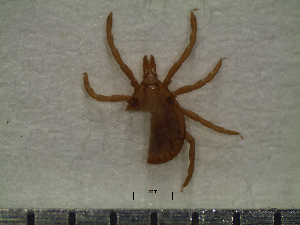  ( - CAS-T087)  @13 [ ] CreativeCommons - Attribution Non-Commercial (2012) Celestino Aguilar Smithsonian Tropical Research Institute
