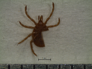  ( - CAS-T087)  @13 [ ] CreativeCommons - Attribution Non-Commercial (2012) Celestino Aguilar Smithsonian Tropical Research Institute