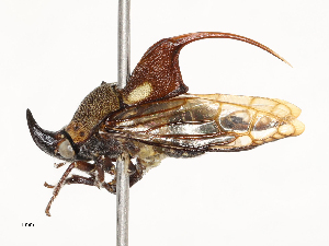  ( - CBG-A51072-E01)  @11 [ ] CreativeCommons - Attribution Share - Alike (2025) CBG Photography Group Centre for Biodiversity Genomics