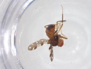  (Hypselothyrea - CBG-A58170-G08)  @11 [ ] CreativeCommons - Attribution Share - Alike (2024) Centre for Biodiversity Genomics Centre for Biodiversity Genomics