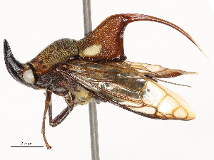  ( - CBG-A58597-E01)  @11 [ ] CreativeCommons - Attribution Share - Alike (2025) CBG Photography Group Centre for Biodiversity Genomics