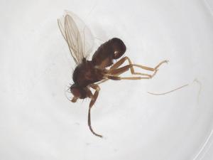  ( - CBG-A59424-A03)  @11 [ ] CreativeCommons - Attribution Share - Alike (2024) Centre for Biodiversity Genomics Centre for Biodiversity Genomics