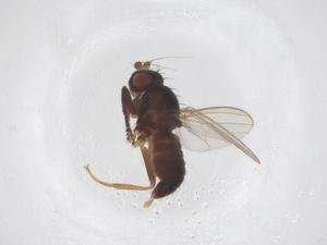  ( - CBG-A59426-D10)  @11 [ ] CreativeCommons - Attribution Share - Alike (2024) Centre for Biodiversity Genomics Centre for Biodiversity Genomics