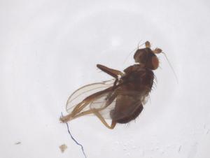  ( - CBG-A59427-A06)  @11 [ ] CreativeCommons - Attribution Share - Alike (2024) Centre for Biodiversity Genomics Centre for Biodiversity Genomics