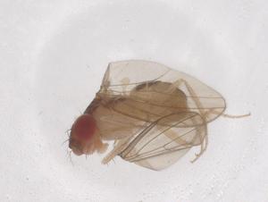 (Hirtodrosophila quadrivittata - CBG-B00854-E11)  @11 [ ] CreativeCommons - Attribution Share - Alike (2025) Centre for Biodiversity Genomics Centre for Biodiversity Genomics