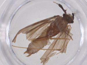  ( - CBG-B01344-D09)  @11 [ ] CreativeCommons - Attribution Share - Alike (2025) Centre for Biodiversity Genomics Centre for Biodiversity Genomics