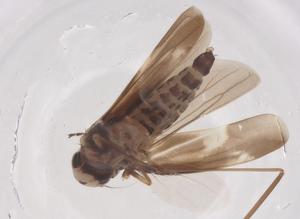  ( - CBG-B21402-D11)  @11 [ ] CreativeCommons - Attribution Share - Alike (2025) Centre for Biodiversity Genomics Centre for Biodiversity Genomics