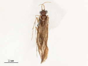  ( - CBG-B23313-B09)  @11 [ ] CreativeCommons - Attribution Share - Alike (2025) CBG Photography Group Centre for Biodiversity Genomics