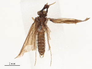  ( - CBG-B23313-B10)  @11 [ ] CreativeCommons - Attribution Share - Alike (2025) CBG Photography Group Centre for Biodiversity Genomics