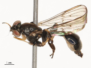  ( - CBG-B23313-D02)  @11 [ ] CreativeCommons - Attribution Share - Alike (2025) CBG Photography Group Centre for Biodiversity Genomics