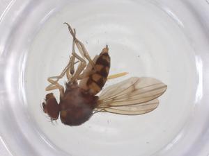  ( - CBG-A63238-B09)  @11 [ ] CreativeCommons - Attribution Share - Alike (2025) Centre for Biodiversity Genomics Centre for Biodiversity Genomics