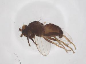  ( - CBG-A64944-B04)  @11 [ ] CreativeCommons - Attribution Share - Alike (2025) Centre for Biodiversity Genomics Centre for Biodiversity Genomics