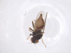  ( - CBG-B00658-H05)  @11 [ ] CreativeCommons - Attribution Share - Alike (2025) Centre for Biodiversity Genomics Centre for Biodiversity Genomics