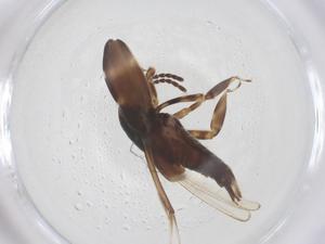  (Tridactylus - CBG-B00722-G03)  @11 [ ] CreativeCommons - Attribution Share - Alike (2025) Centre for Biodiversity Genomics Centre for Biodiversity Genomics