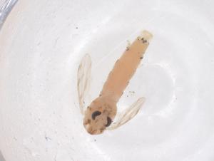  ( - CBG-B00801-F08)  @11 [ ] CreativeCommons - Attribution Share - Alike (2025) Centre for Biodiversity Genomics Centre for Biodiversity Genomics