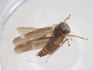  ( - CBG-B00869-G08)  @11 [ ] CreativeCommons - Attribution Share - Alike (2025) Centre for Biodiversity Genomics Centre for Biodiversity Genomics