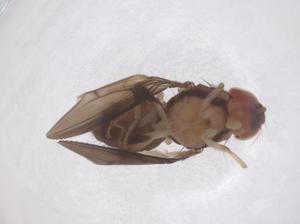 (Stegana serratoprocessata - CBG-B00876-A05)  @11 [ ] CreativeCommons - Attribution Share - Alike (2025) Centre for Biodiversity Genomics Centre for Biodiversity Genomics