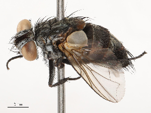  ( - CBG-B00901-D02)  @11 [ ] CreativeCommons - Attribution Share - Alike (2025) CBG Photography Group Centre for Biodiversity Genomics